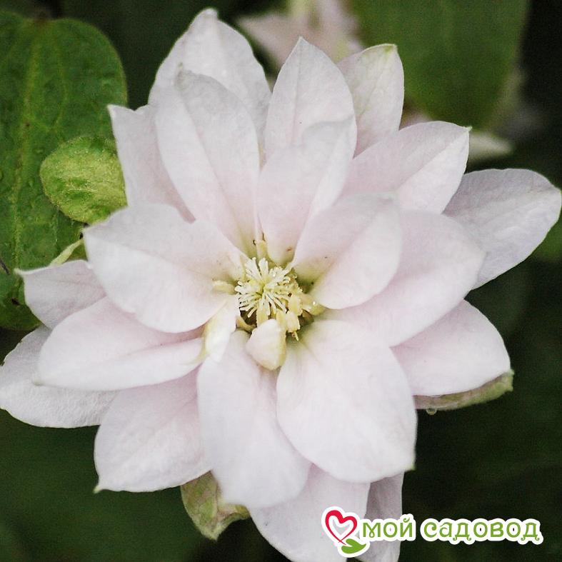 Клематис Дансинг квин ЗКС