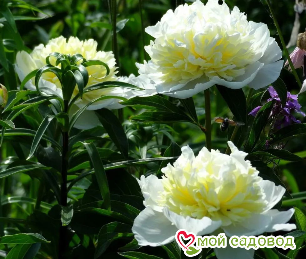 Пион Лаура Дессерт