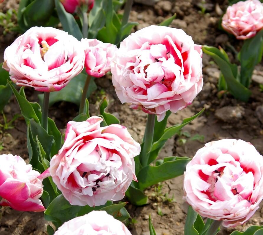 Тюльпан махровы Зизани