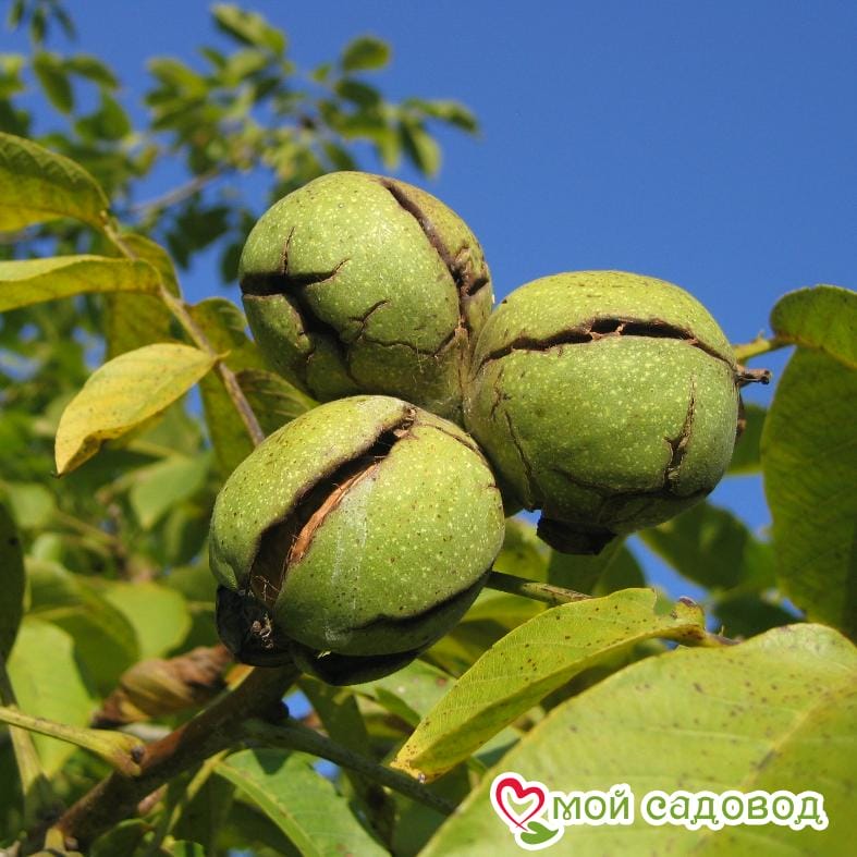 Орех Грецкий Астаховский