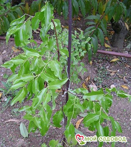 Зизифус Тань-Янь-Дзао